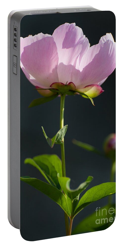 Poeny Portable Battery Charger featuring the photograph Pink Peony by Bianca Nadeau