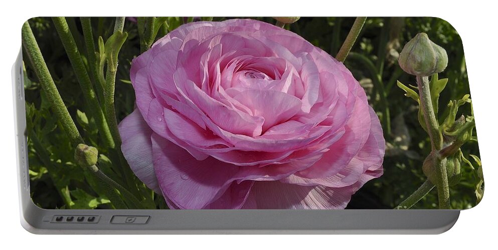 Pink Portable Battery Charger featuring the photograph Pink Ranunculus by Bridgette Gomes