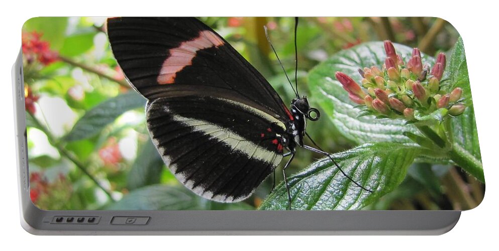 Wings Portable Battery Charger featuring the photograph Pink Stripe by Jennifer Wheatley Wolf