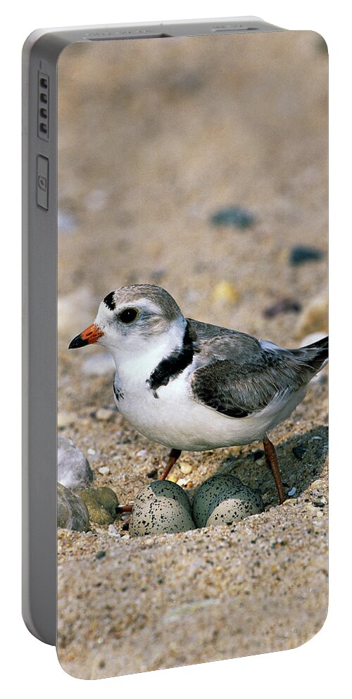 00220028 Portable Battery Charger featuring the photograph Piping Plover Sitting on Eggs by Tom Vezo