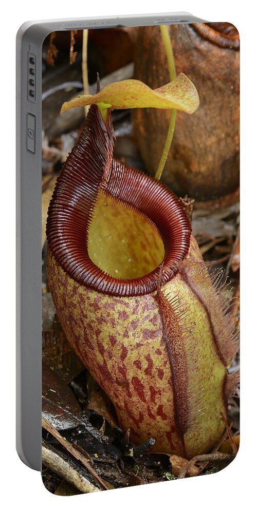Ch'ien Lee Portable Battery Charger featuring the photograph Pitcher Plant Palawan Island Philippines by Ch'ien Lee