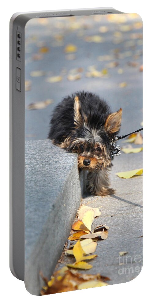 Dog Portable Battery Charger featuring the photograph Please Don't Make Me by Rory Siegel