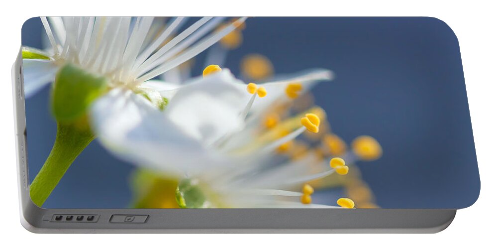 Nature Portable Battery Charger featuring the photograph Plum Blossoms by Jonathan Nguyen