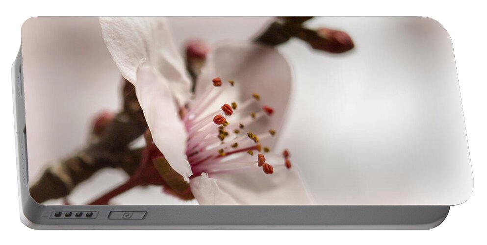 Plum Blossom Portable Battery Charger featuring the photograph Plum Pink by Caitlyn Grasso