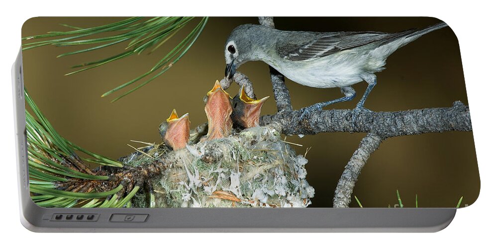 Fauna Portable Battery Charger featuring the photograph Plumbeous Vireo Feeding Worm To Chicks by Anthony Mercieca