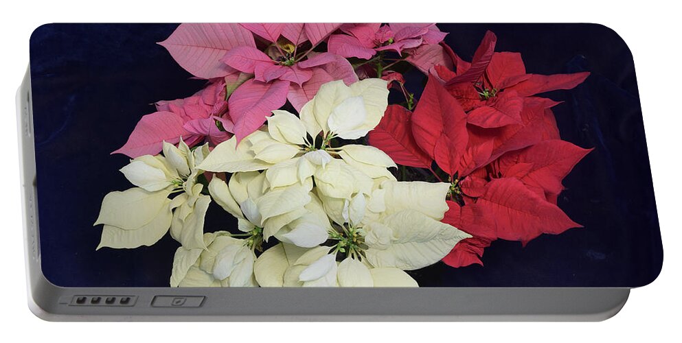 Poinsettia Portable Battery Charger featuring the photograph Poinsettia Tricolor by R Allen Swezey