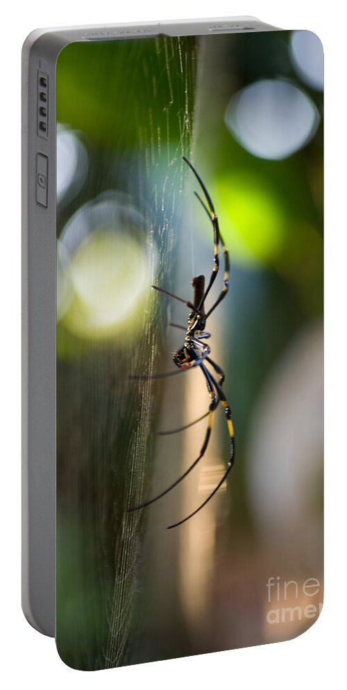  Spider Portable Battery Charger featuring the photograph Poised by Kerryn Madsen-Pietsch