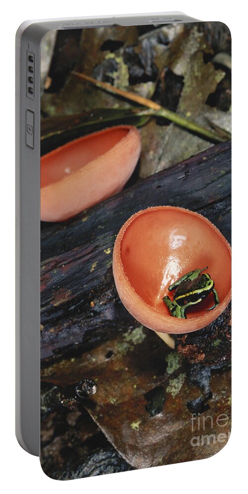 Three-striped Poison Frog Portable Battery Charger featuring the photograph Poison Dart Frog by Gregory G. Dimijian, M.D.