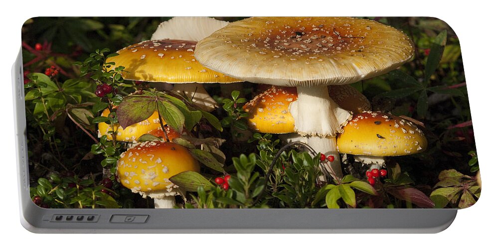 530802 Portable Battery Charger featuring the photograph Poisonous Fly Agaric Mushrooms Yukon by Michael Quinton