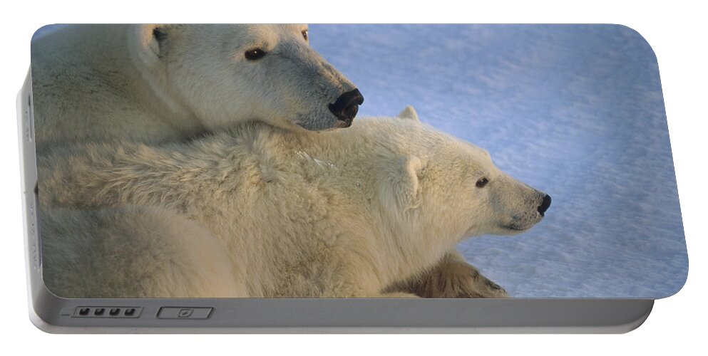 Feb0514 Portable Battery Charger featuring the photograph Polar Bear And Cub At Dawn Churchill by Flip Nicklin