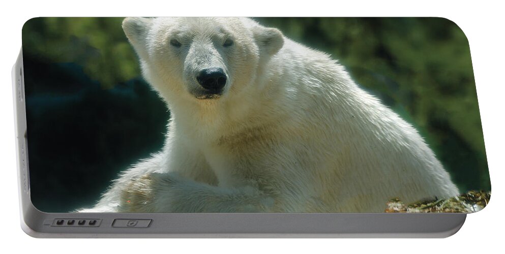 Polar Bear Portable Battery Charger featuring the photograph Polar Bear Portrait by William Bitman