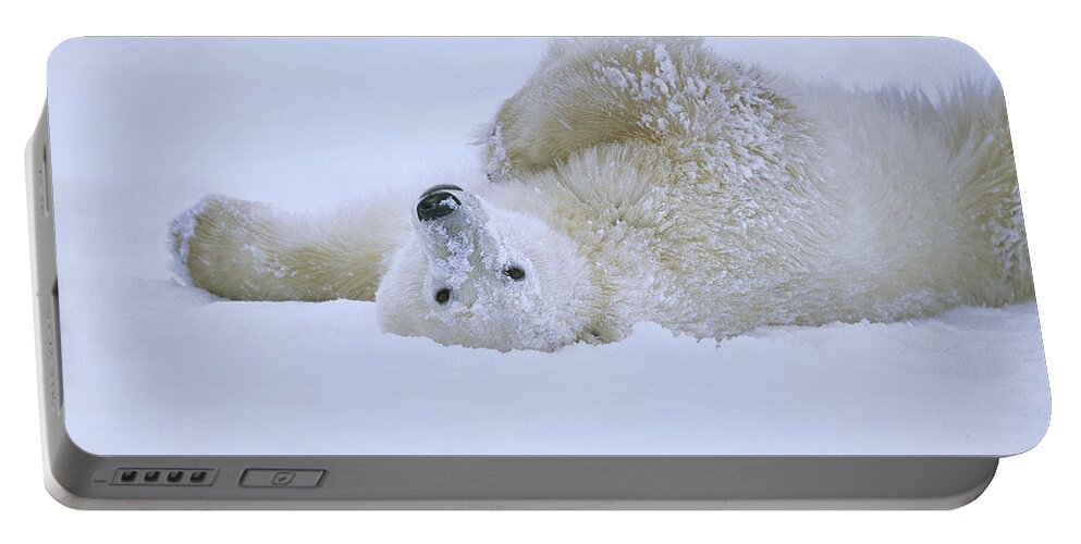 Feb0514 Portable Battery Charger featuring the photograph Polar Bear Rolling In Snow Hudson Bay by Konrad Wothe