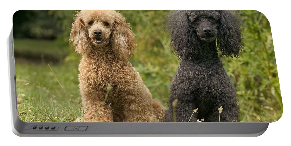 Poodle Portable Battery Charger featuring the photograph Poodle Dogs by Jean-Michel Labat