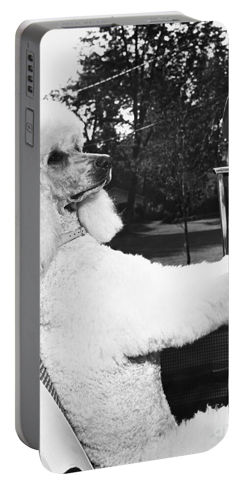 Animal Portable Battery Charger featuring the photograph Poodle In The Drivers Seat by M E Browning