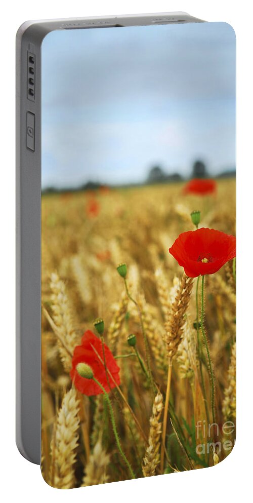 Poppy Portable Battery Charger featuring the photograph Red poppies in grain field by Elena Elisseeva