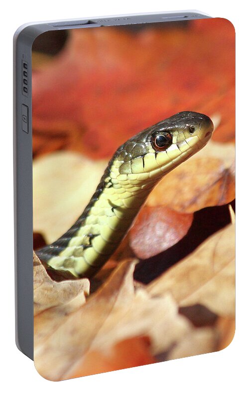 Snake Portable Battery Charger featuring the photograph Portrait of a snake by Doris Potter