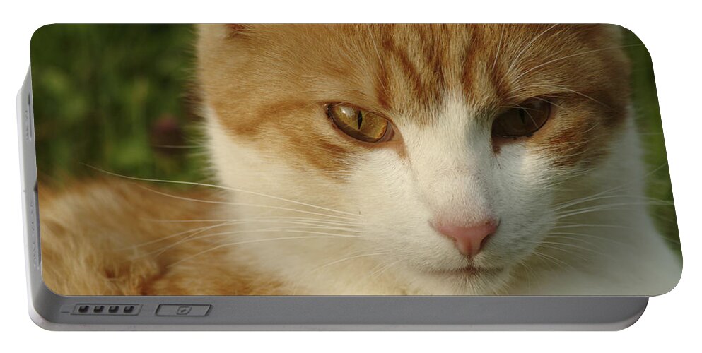 Amber Portable Battery Charger featuring the photograph Portrait of a stern looking cat by Ulrich Kunst And Bettina Scheidulin