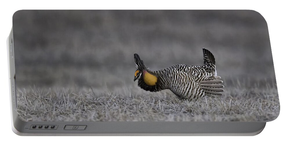 Wisconsins Prairie Chicken Portable Battery Charger featuring the photograph Prairie Chicken 2013-6 by Thomas Young