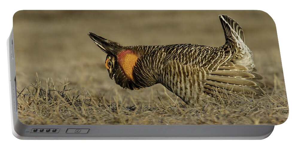 Prairie Chicken Portable Battery Charger featuring the photograph Prairie Chicken-9 by Thomas Young