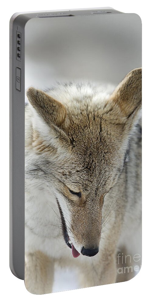 Coyote Portable Battery Charger featuring the photograph Prayers by Deby Dixon