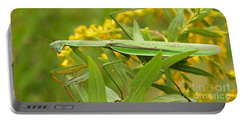 Insect Portable Battery Charger featuring the photograph Praying Mantis in September by Anna Lisa Yoder