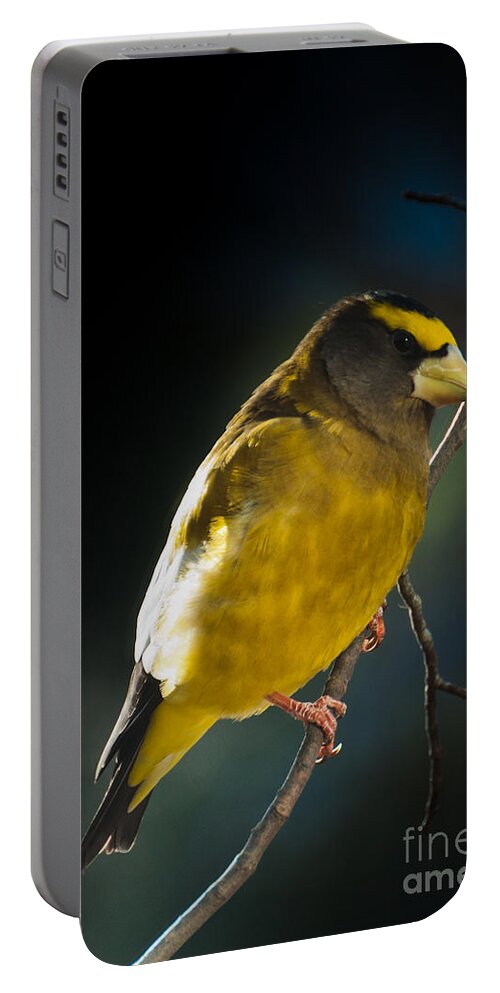 Grosbeak Portable Battery Charger featuring the photograph Pretty boy by Cheryl Baxter