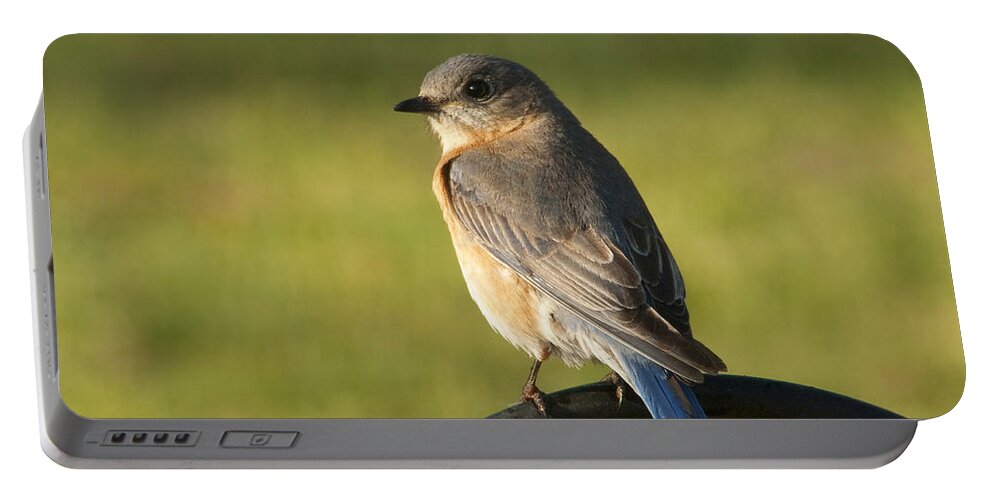 Sialia Sialis Portable Battery Charger featuring the photograph Pretty Eastern Bluebird - Sialia sialis by Kathy Clark