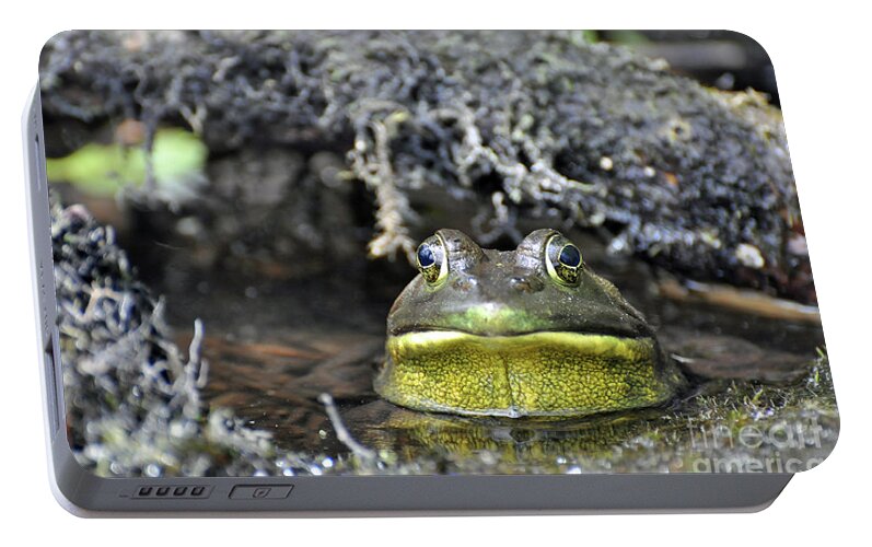 Frog Portable Battery Charger featuring the photograph Bullfrog by Glenn Gordon