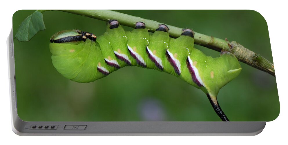 Feb0514 Portable Battery Charger featuring the photograph Privet Hawk Moth Caterpillar Switzerland by Thomas Marent