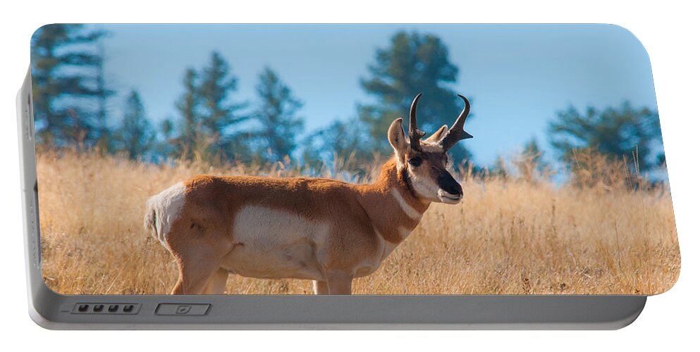 Brenda Jacobs Photography Portable Battery Charger featuring the photograph Pronghorn Antelope by Brenda Jacobs