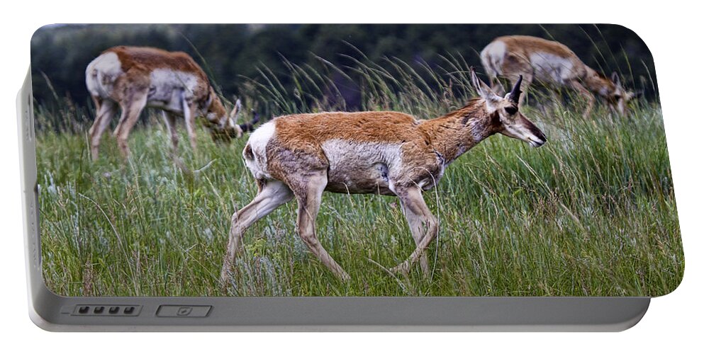 Antelope Portable Battery Charger featuring the photograph Pronghorn Antelopes an a grassy ridge by Randall Nyhof