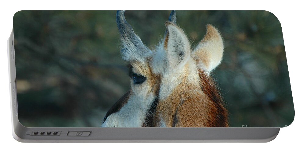 Pronghorn Portable Battery Charger featuring the photograph Pronghorn Profile by Joan Wallner
