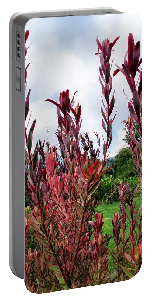 Red Portable Battery Charger featuring the photograph Protea 3 by Dawn Eshelman