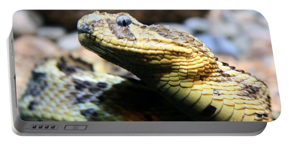 Snake Portable Battery Charger featuring the photograph Puff Adder Snake by Tap On Photo