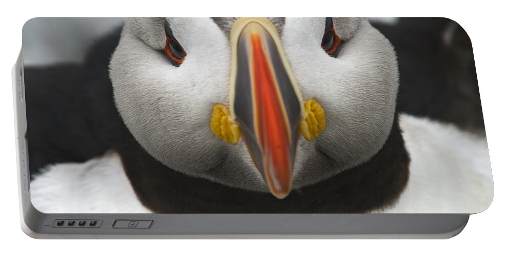 Festblues Portable Battery Charger featuring the photograph Puffin it Up... by Nina Stavlund