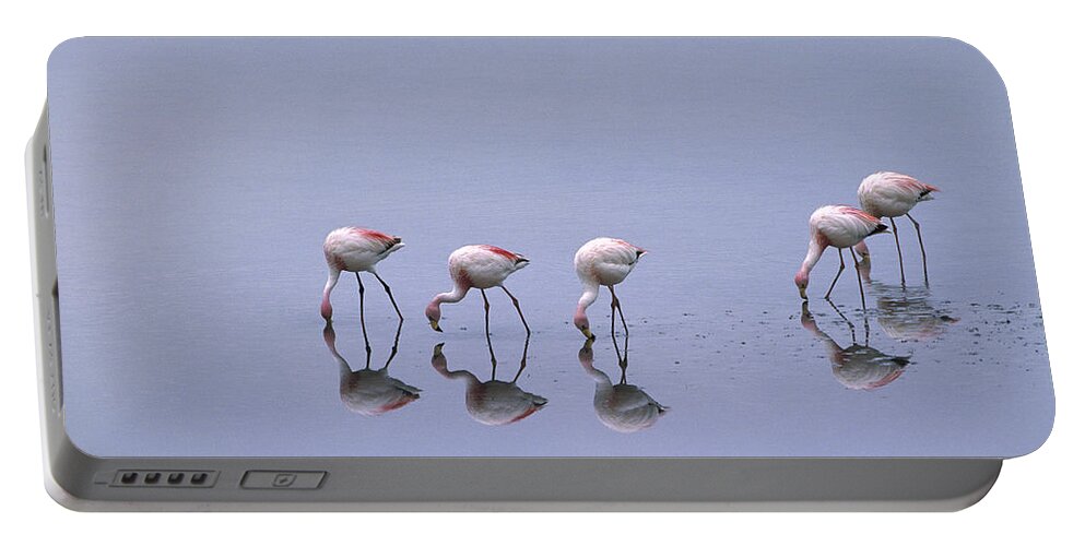 Feb0514 Portable Battery Charger featuring the photograph Puna Flamingos Feeding Laguna Blanca by Pete Oxford