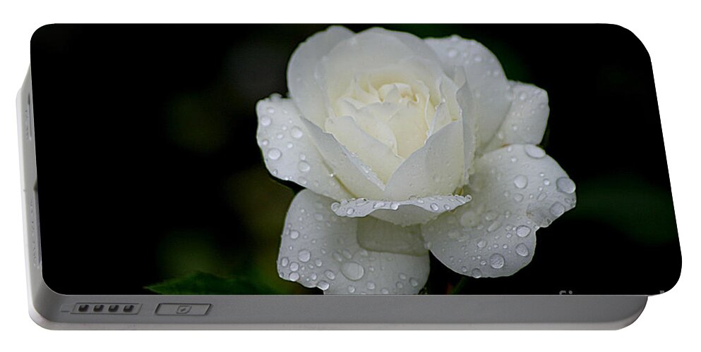 White Rose Portable Battery Charger featuring the photograph Pure Heaven by Living Color Photography Lorraine Lynch
