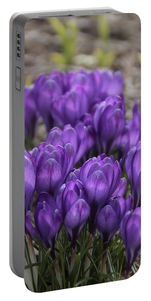 Springtime Portable Battery Charger featuring the photograph Purple crocus Flowers by Valerie Collins