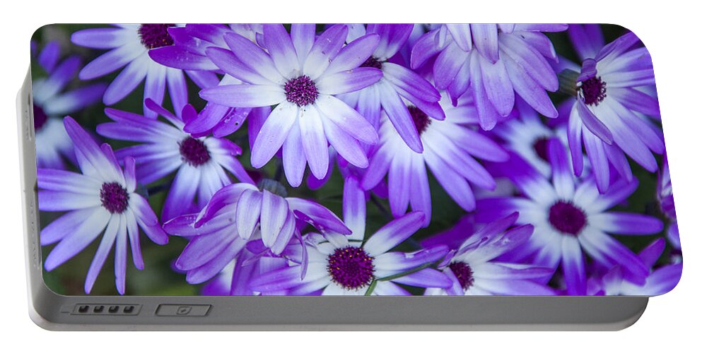 Daisies Portable Battery Charger featuring the photograph Purple Daisies by Cathy Kovarik