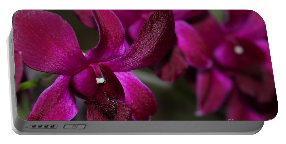 Purple Portable Battery Charger featuring the photograph Purple Orchid by Meg Rousher