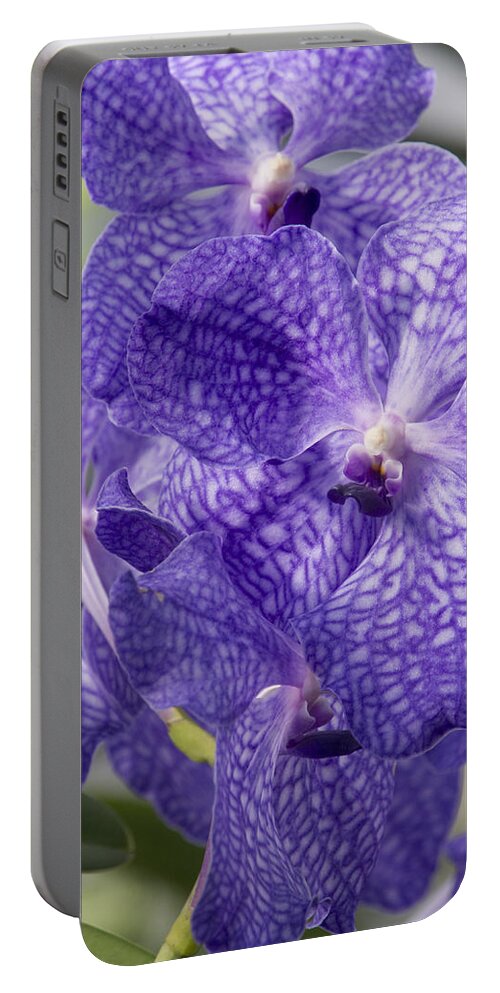 Orchids Portable Battery Charger featuring the photograph Purple orchids by Elena Perelman