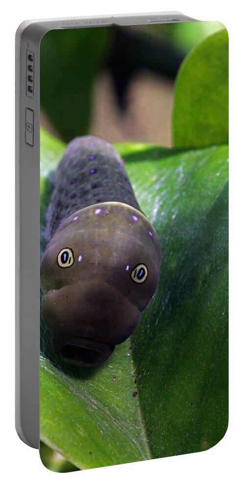 Insects Portable Battery Charger featuring the photograph Purple Polkadots by Jennifer Robin