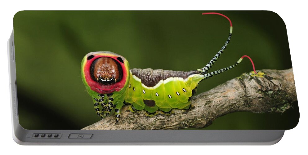 Feb0514 Portable Battery Charger featuring the photograph Puss Moth Caterpillar Switzerland by Thomas Marent