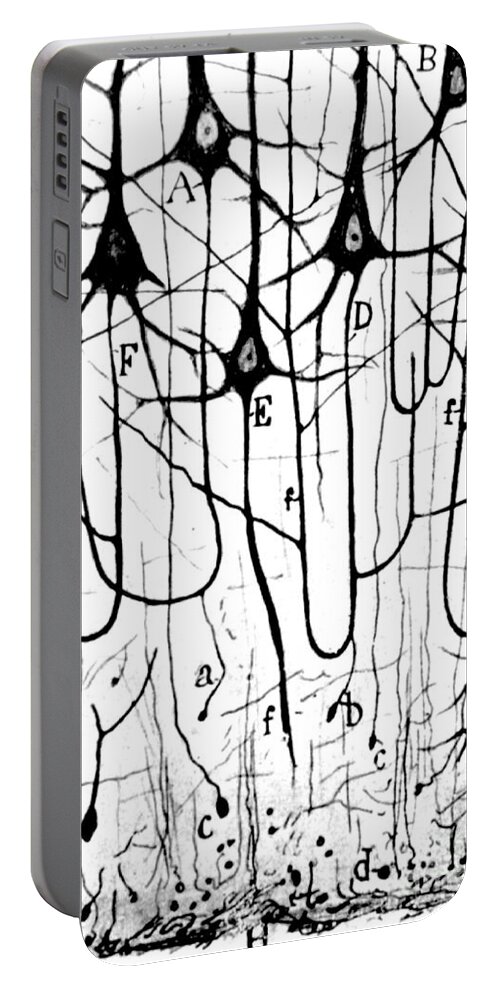 Ramon Y Cajal Portable Battery Charger featuring the photograph Pyramidal Cells Illustrated By Cajal by Science Source