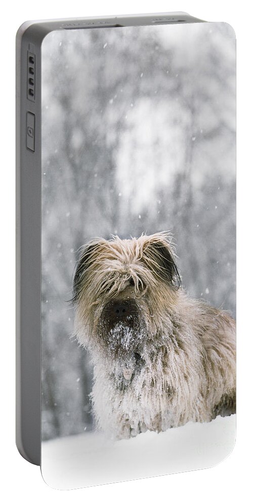 Pyrenean Shepherd Dog Portable Battery Charger featuring the photograph Pyrenean Shepherd Dog by Jean-Paul Ferrero