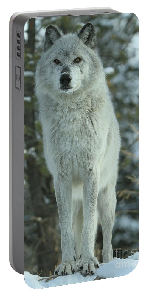 Gray Wolf Portable Battery Charger featuring the photograph Queen Of The West by Adam Jewell