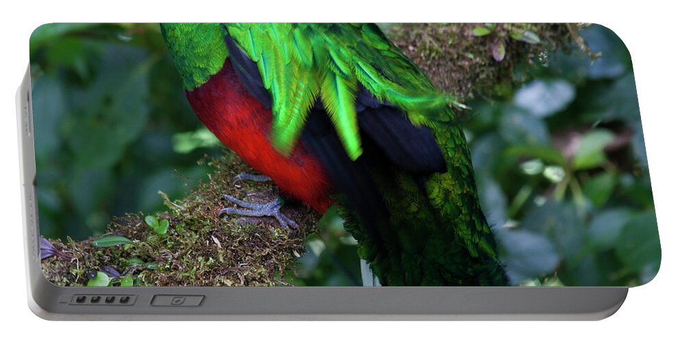 Bird Portable Battery Charger featuring the photograph Quetzal by Heiko Koehrer-Wagner