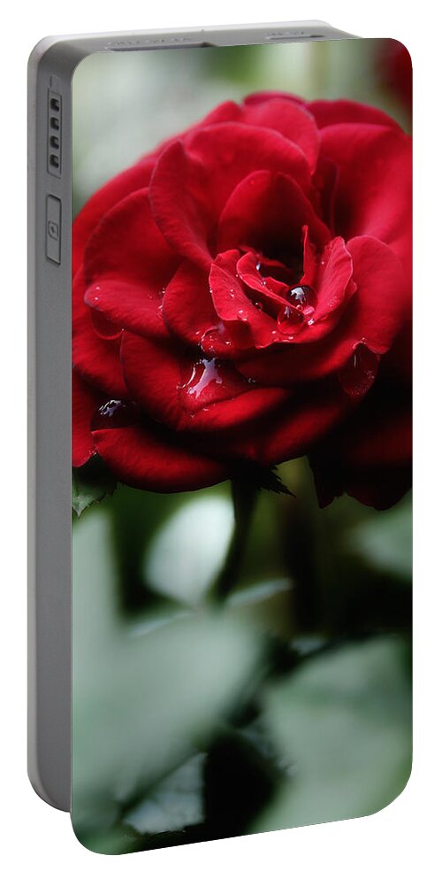 Red Rose Portable Battery Charger featuring the photograph Quietly My Tears Fall by Michael Eingle