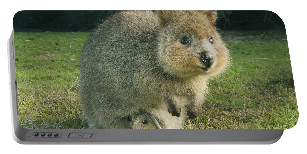 531590 Portable Battery Charger featuring the photograph Quokka And Joey Rottnest Isl Australia by Kevin Schafer