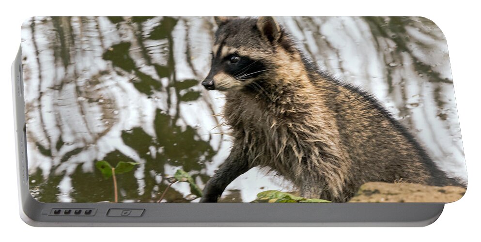 Animal Portable Battery Charger featuring the photograph Raccoon Alert by Kate Brown